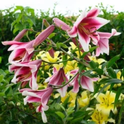 Lilium 'Silk Road' -Tree Bower Sales x600 26350