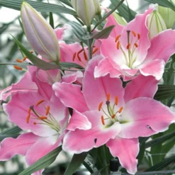 Lilium Mix - The Perfumed Garden 11 Lilium Mix - The Perfumed Garden -Tree Bower Sales x600 26365