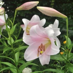 Lilium Mix - The Perfumed Garden 13 Lilium Mix - The Perfumed Garden -Tree Bower Sales x600 26370