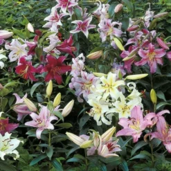 Lilium Mix - The Perfumed Garden 15 Lilium Mix - The Perfumed Garden -Tree Bower Sales x600 26373