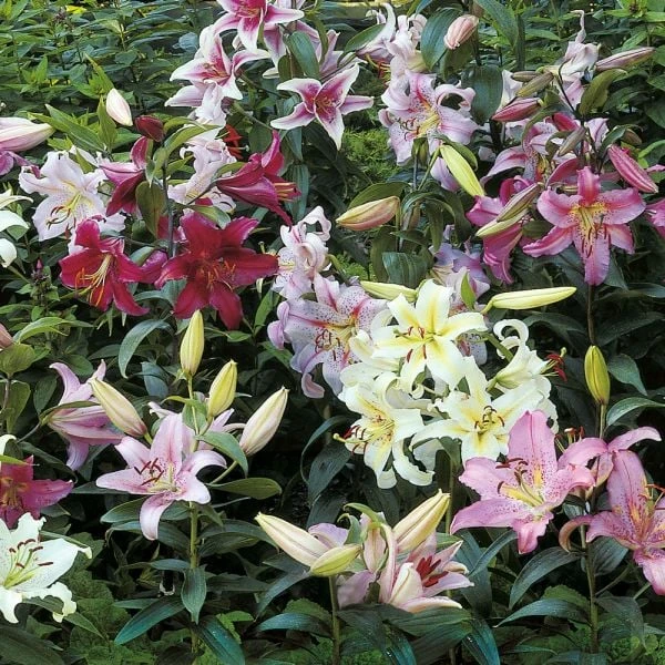 Lilium Mix - The Perfumed Garden 7 Lilium Mix - The Perfumed Garden - Image 7