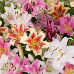 Lilium Mix - The Perfumed Garden 16 Lilium Mix - The Perfumed Garden -Tree Bower Sales x600 26374
