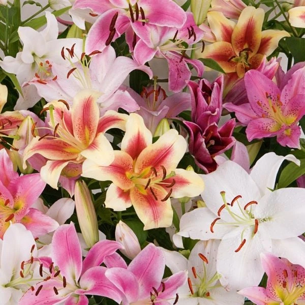 Lilium Mix - The Perfumed Garden 8 Lilium Mix - The Perfumed Garden - Image 8