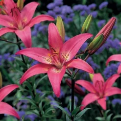 Strawberries & Cream Lilium Mix -Tree Bower Sales x600 26375
