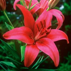 Strawberries & Cream Lilium Mix -Tree Bower Sales x600 26376