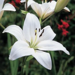 Strawberries & Cream Lilium Mix -Tree Bower Sales x600 26378