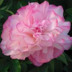 Peony 'Joker' -Tree Bower Sales x600 26442