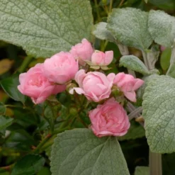 Rose 'The Fairy' -Tree Bower Sales x600 26447