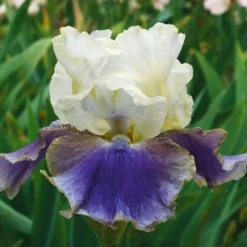 Pride Of The Border Bicolor Iris Collection - 4 Plants