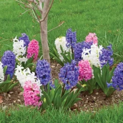 Hyacinthus May Day Bouquet Mix -Tree Bower Sales x600 26545
