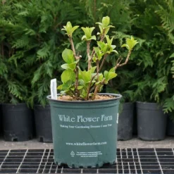 Hydrangea Macrophylla 'Wedding Gown' 7 Hydrangea Macrophylla 'Wedding Gown' -Tree Bower Sales x600 26579 1