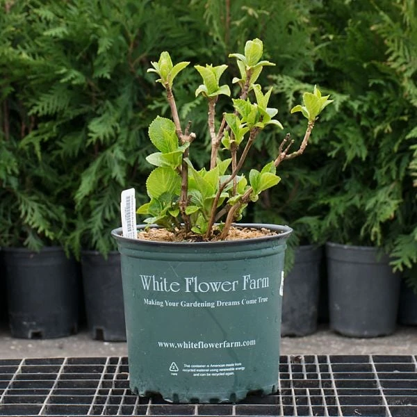 Hydrangea Macrophylla Everlasting® Revolution 5 Hydrangea Macrophylla Everlasting® Revolution - Image 5