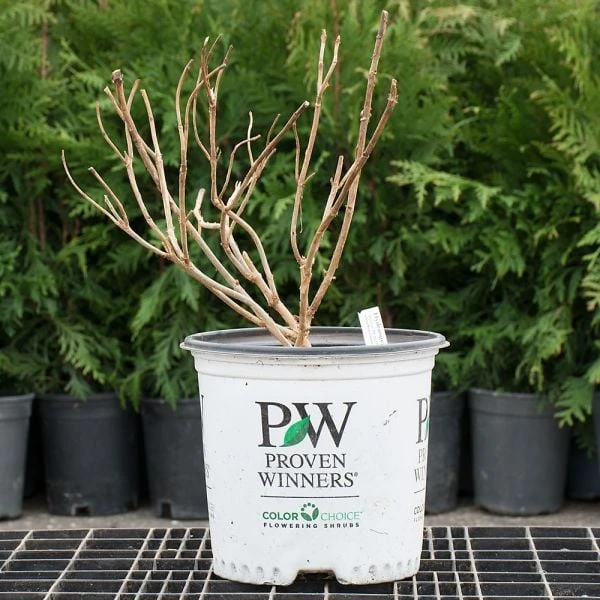 Hydrangea Paniculata Little Quick Fire® 2 Hydrangea Paniculata Little Quick Fire® - Image 2