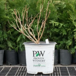 Hydrangea Paniculata Little Lime® - 1 Gallon Pot