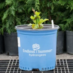 Hydrangea Macrophylla Endless Summer® Summer Crush® -Tree Bower Sales x600 26581 1