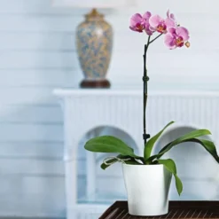 Pink Moth Orchid In 5" White Ceramic Cachepot -Tree Bower Sales x600 26585