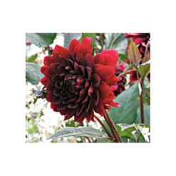 Dahlia 'Karma Choc'