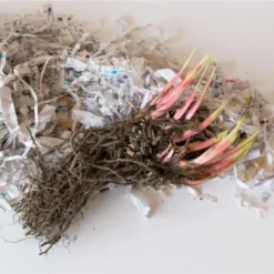 Iris Sibirica 'Caesar's Brother' -Tree Bower Sales x600 26633