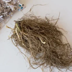 Phlox 'Fashionably Early Princess' 7 Phlox 'Fashionably Early Princess' -Tree Bower Sales x600 26634