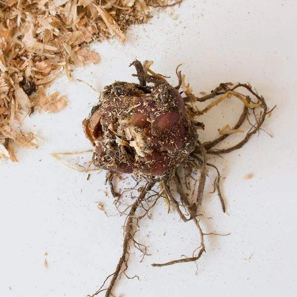 Lilium 'Extravaganza' 2 Lilium 'Extravaganza' - Image 2