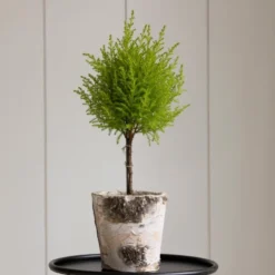 Lemon Cypress Topiary In 5" Birch Cachepot