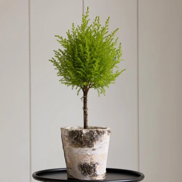 Lemon Cypress Topiary In 5" Birch Cachepot 1 Lemon Cypress Topiary In 5" Birch Cachepot