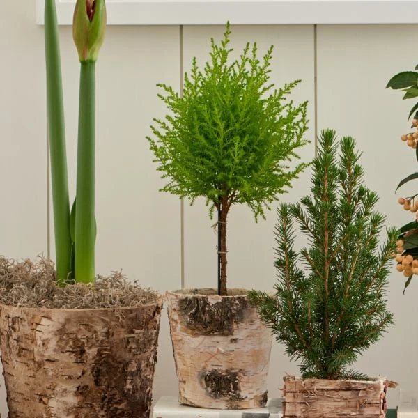 Lemon Cypress Topiary In 5" Birch Cachepot 2 Lemon Cypress Topiary In 5" Birch Cachepot - Image 2