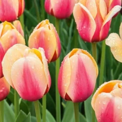 Next Generation Perennial Tulip Mix -Tree Bower Sales x600 27073