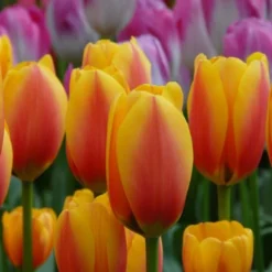 Next Generation Perennial Tulip Mix -Tree Bower Sales x600 27075