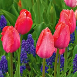 Next Generation Perennial Tulip Mix -Tree Bower Sales x600 27076