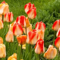 Next Generation Perennial Tulip Mix -Tree Bower Sales x600 27078