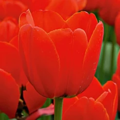 Next Generation Perennial Tulip Mix -Tree Bower Sales x600 27080