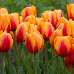 Next Generation Perennial Tulip Mix -Tree Bower Sales x600 27082