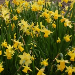 Narcissus 'Tête-à-Tête' 9 Narcissus 'Tête-à-Tête' -Tree Bower Sales x600 27097