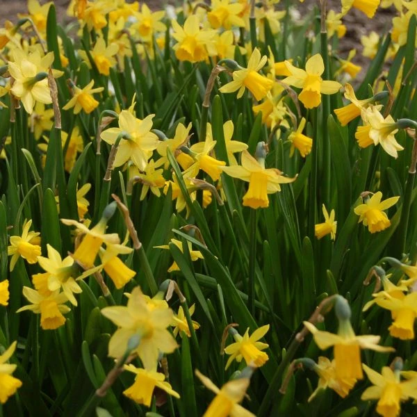 Narcissus 'Tête-à-Tête' 3 Narcissus 'Tête-à-Tête' - Image 3