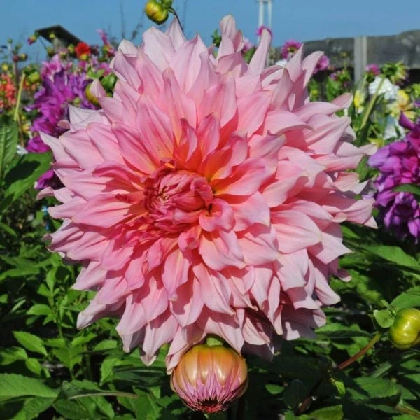 Dahlia 'Islander' 2 Dahlia 'Islander' - Image 2