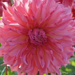 Dahlia 'Islander' 7 Dahlia 'Islander' -Tree Bower Sales x600 27132