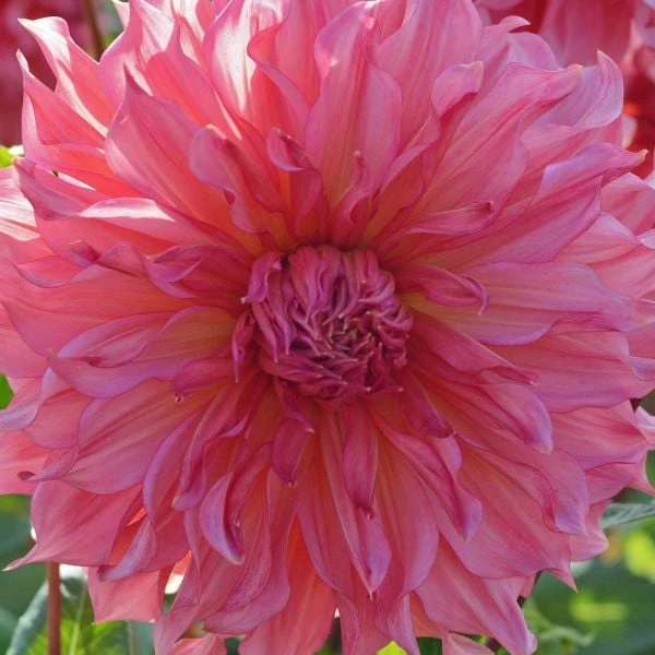 Dahlia 'Islander' 4 Dahlia 'Islander' - Image 4
