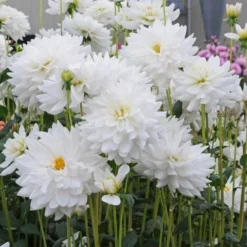 Dahlia 'Eternal Snow' -Tree Bower Sales x600 27134