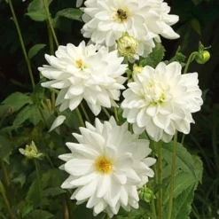 Dahlia 'Eternal Snow' -Tree Bower Sales x600 27135