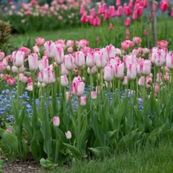 Tulip 'Infinity' -Tree Bower Sales x600 27301