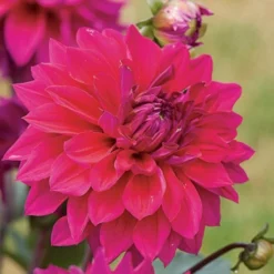 Dahlia 'Engelhardt's Matador' 7 Dahlia 'Engelhardt's Matador' -Tree Bower Sales x600 27312
