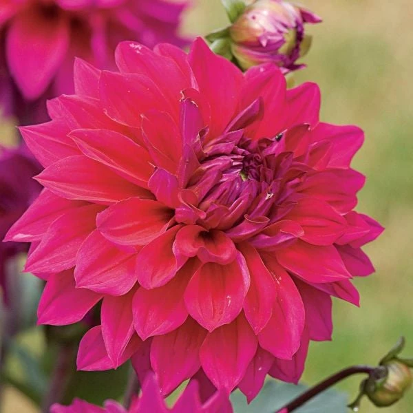 Dahlia 'Engelhardt's Matador' 4 Dahlia 'Engelhardt's Matador' - Image 4