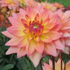 Dahlia 'Melody Dora' 7 Dahlia 'Melody Dora' -Tree Bower Sales x600 27327