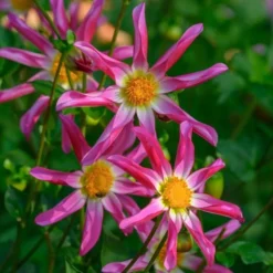 Dahlia 'Honka Pink' -Tree Bower Sales x600 27341