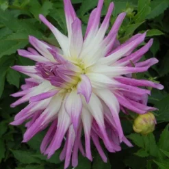 Dahlia 'Mingus Randy' 8 Dahlia 'Mingus Randy' -Tree Bower Sales x600 27354