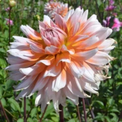 Dahlia 'Okapis Sunset' -Tree Bower Sales x600 27355