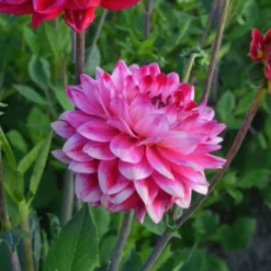 Dahlia 'Seniors Dream' -Tree Bower Sales x600 27362