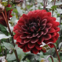 Dahlia 'Karma Choc' -Tree Bower Sales x600 27379