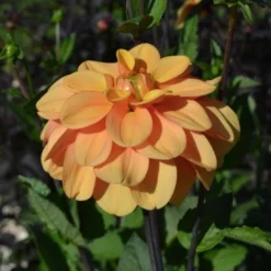 Dahlia 'Ginger Snap' -Tree Bower Sales x600 27382